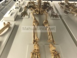 Tumba de la Almoloya 2022